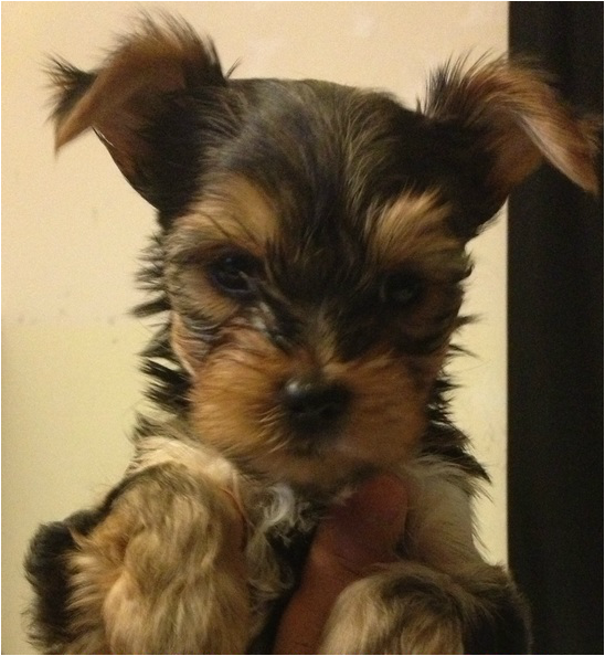 Yorkie - Lizzie