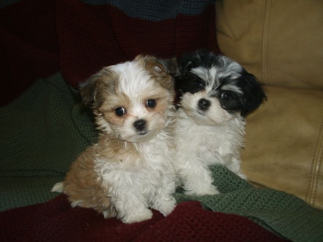 Morkies