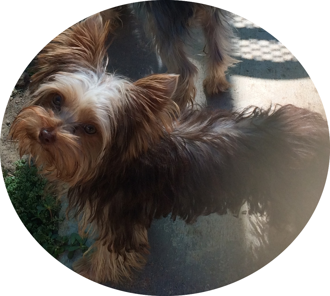 Chocolate Yorkie - Jimmy