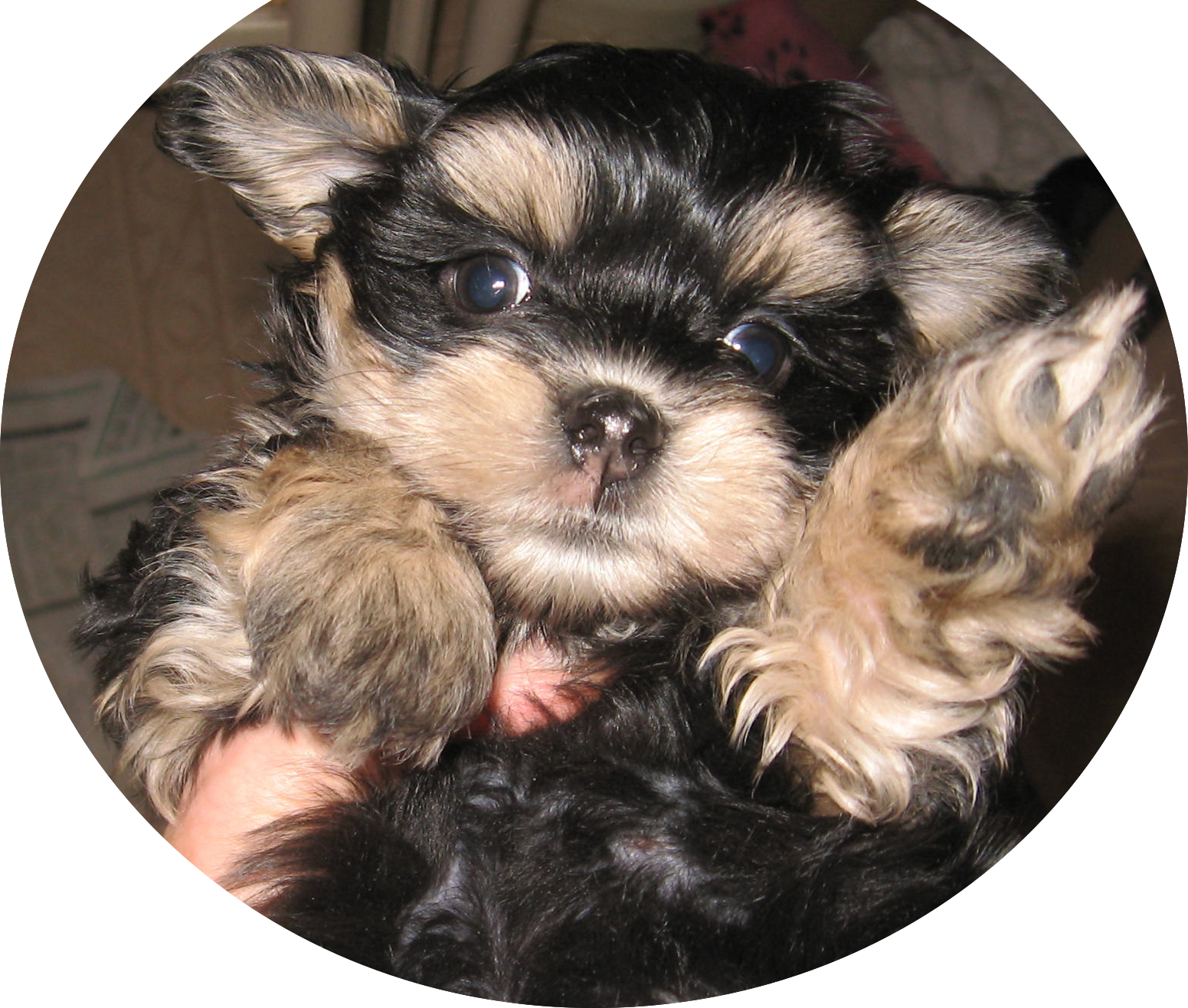 Morkie