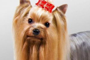 Yorkshire-Terrier
