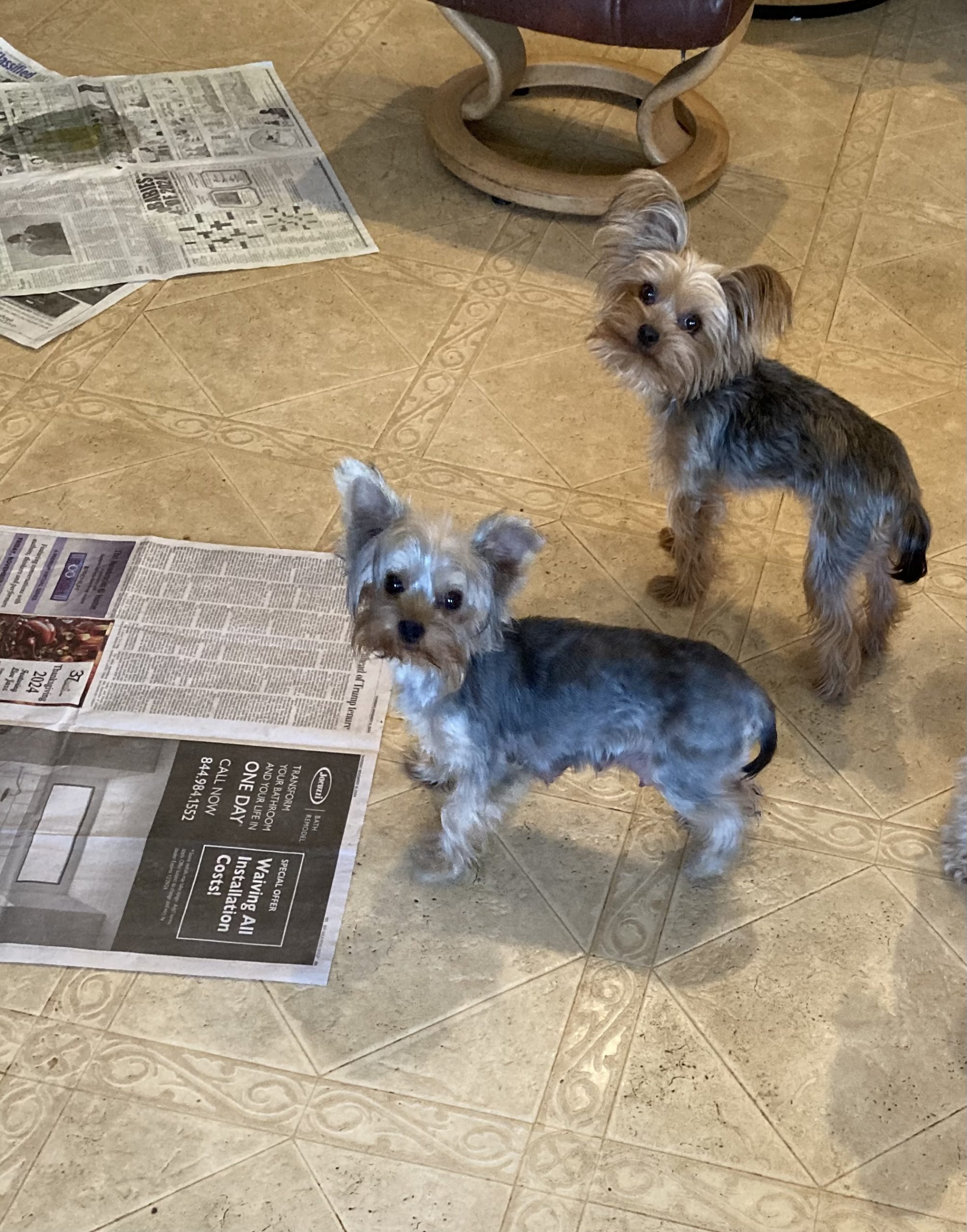 Yorkie --Josie and Annie